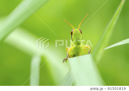 ツチイナゴ 91501819