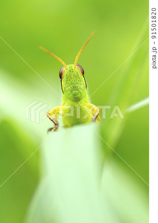 ツチイナゴ 91501820