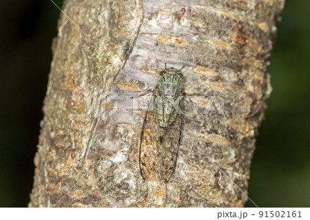 ツクツクボウシ 91502161