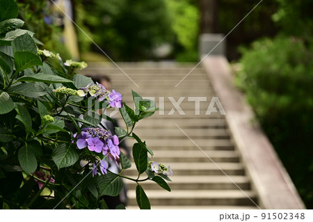 散歩道　紫陽花の咲く階段　 91502348