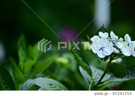 散歩道沿いに咲く白い紫陽花　 91502353