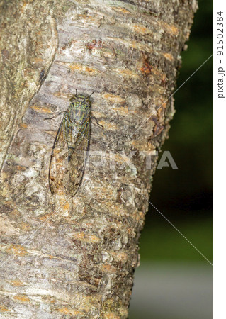 ツクツクボウシ 91502384