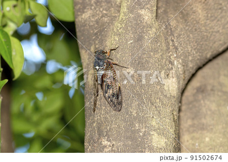 アブラゼミ 91502674