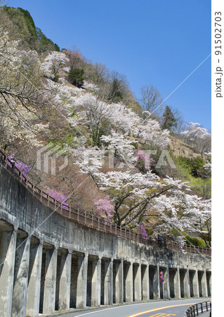 【東京都】春の奥多摩湖湖畔の風景 【東京都】春の奥多摩湖湖畔の風景 91502703
