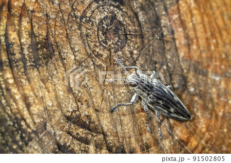 ウバタマムシ 91502805