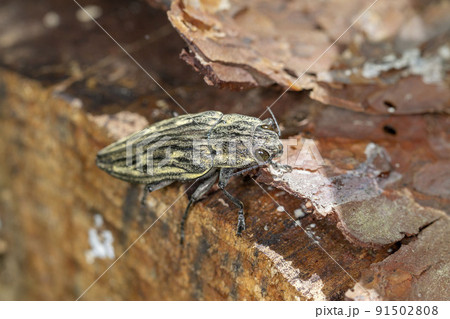 ウバタマムシ ウバタマムシ 91502808