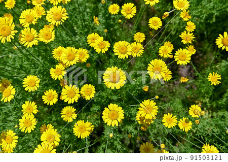 コウヤカミツレ 91503121