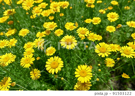 コウヤカミツレ 91503122