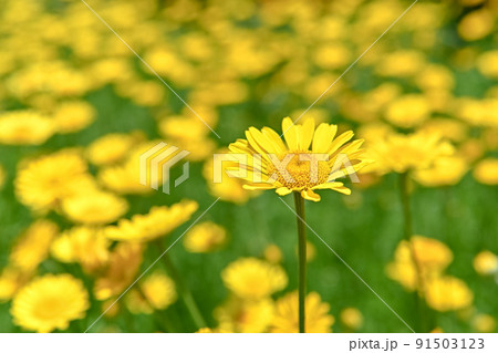 コウヤカミツレ 91503123