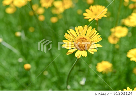 コウヤカミツレ コウヤカミツレ 91503124