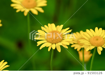 コウヤカミツレ 91503126