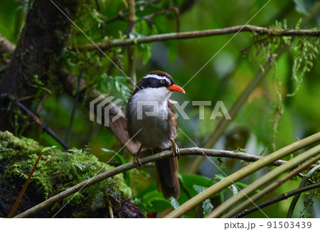 ベトナムやタイの苔むした原生林に生息するオレンジ色の嘴が目立つ野鳥カオグロマルハシ 91503439