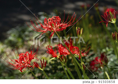 彼岸花 91503658