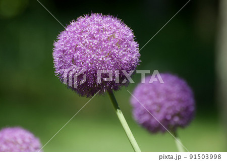 ギガンテウム 91503998