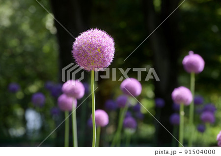 ギガンテウム 91504000