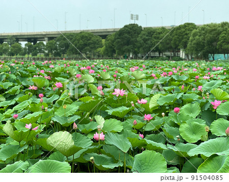 満開の蓮の花が咲く蓮池 91504085
