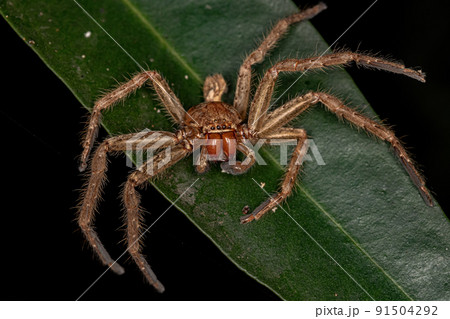 Adult Huntsman Spider 91504292
