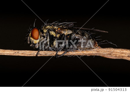 Adult Flesh Fly Adult Flesh Fly 91504313