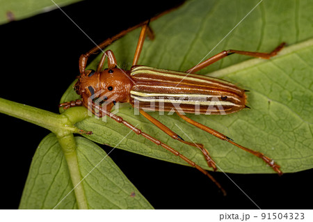 Adult Typical Longhorn Beetle Adult Typical Longhorn Beetle 91504323