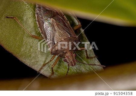 Adult Stink Bug 91504358