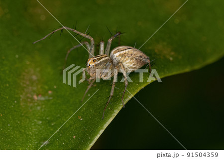 Striped Lynx Spider Striped Lynx Spider 91504359