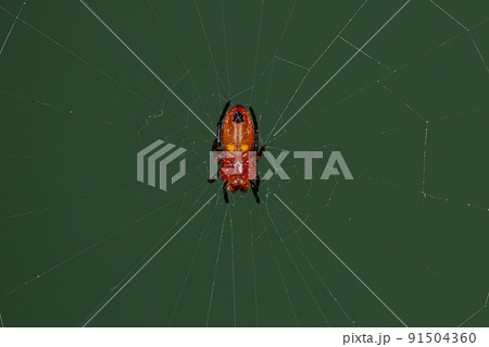 Typical Orbweaver Spider Typical Orbweaver Spider 91504360