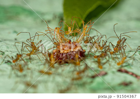 Assassin Bug Nymphs Assassin Bug Nymphs 91504367