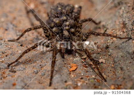 Adult Female Wolf spider Adult Female Wolf spider 91504368