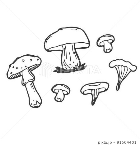 Vector mushrooms and forest symbols on a white background. Set of vector hand-drawn, doodles mushrooms. Icons isolated on white backgroun for recipes, design menu, packages. Vector design elements. 91504401