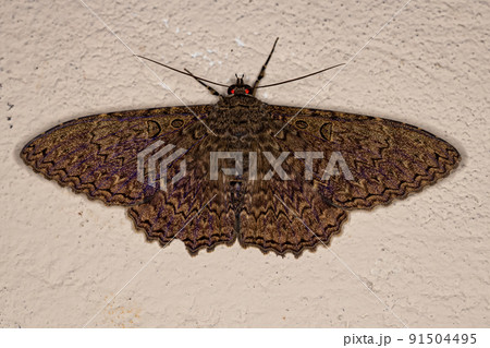 Adult Moth Insect 91504495