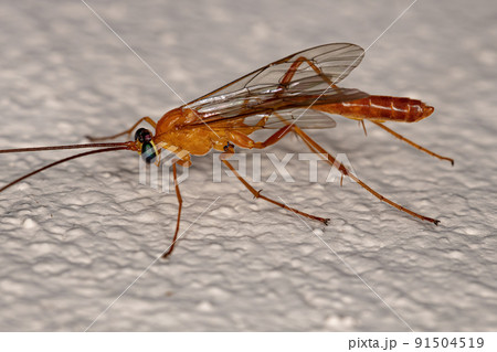 Adult Ichneumonid Wasp Adult Ichneumonid Wasp 91504519