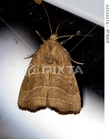 Adult Wavy Lined Mallow Moth Adult Wavy Lined Mallow Moth 91504520