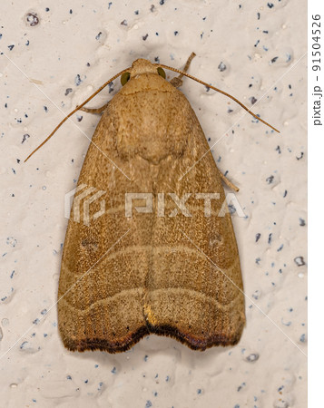 Adult Wavy Lined Mallow Moth Adult Wavy Lined Mallow Moth 91504526