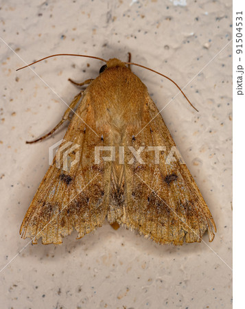 Adult Moth Insect 91504531