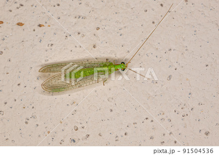 Adult Typical Green Lacewing Adult Typical Green Lacewing 91504536