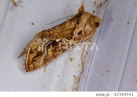 Adult Soybean Looper Moth Adult Soybean Looper Moth 91504541
