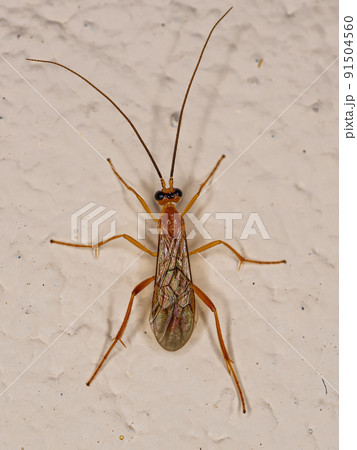 Adult Braconid Wasp 91504560