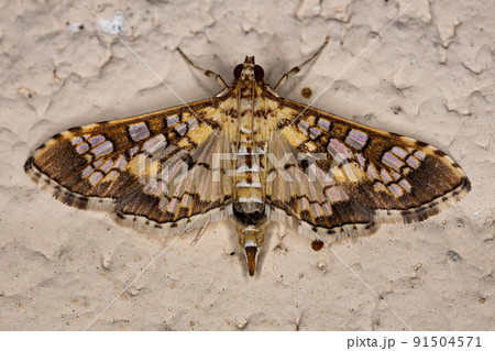 Adult Assembly Moth 91504571