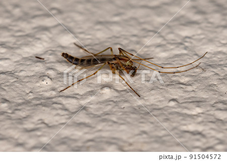 Adult Non-biting Midge 91504572