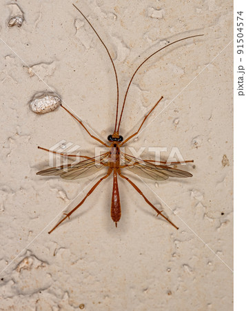 Adult Braconid Wasp 91504574