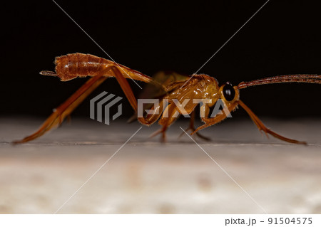 Adult Braconid Wasp 91504575