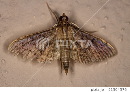 Adult Pearl Moth 91504576