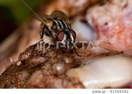 Adult House Fly 91504582