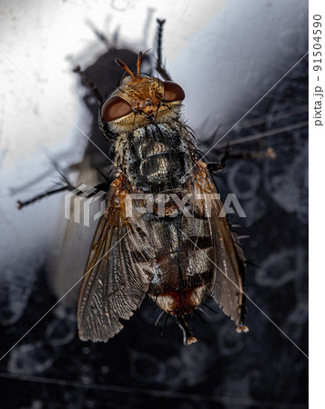Adult Bristle Fly 91504590