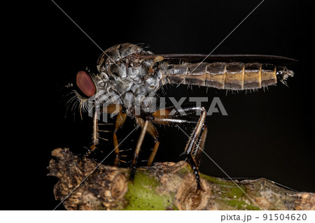 Adult Robber Fly Adult Robber Fly 91504620