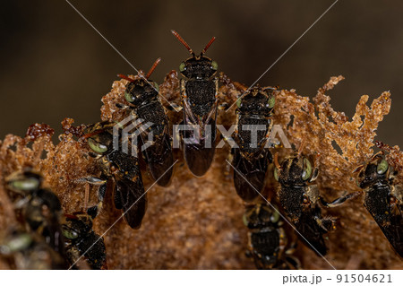 Adult Stingless Bee Adult Stingless Bee 91504621