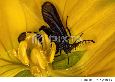 Adult Tiger Moth Adult Tiger Moth 91504643