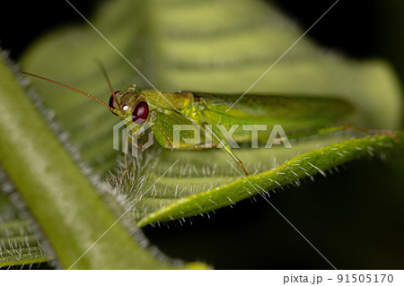 Adult Acontistid Mantis Adult Acontistid Mantis 91505170