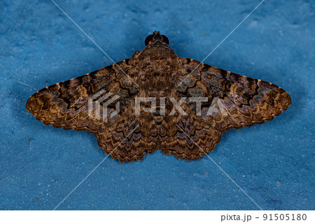 Adult Moth Insect 91505180