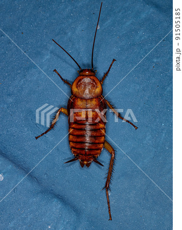 American Cockroach Nymph 91505185